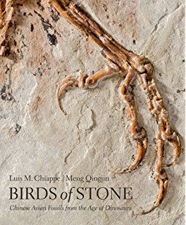 Comparative Analysis of Fossils