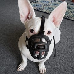 Dog park idea task force essay